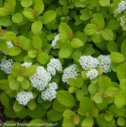 SPIRAEA BETULIFOLIA TOR GOLD.jpg
