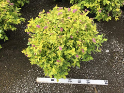 SPIRAEA JAP. GOLDMOUND.jpg