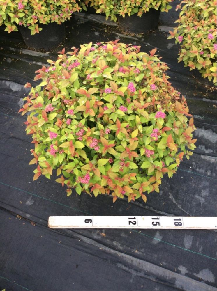 SPIRAEA JAP. MAGIC CARPET.jpg