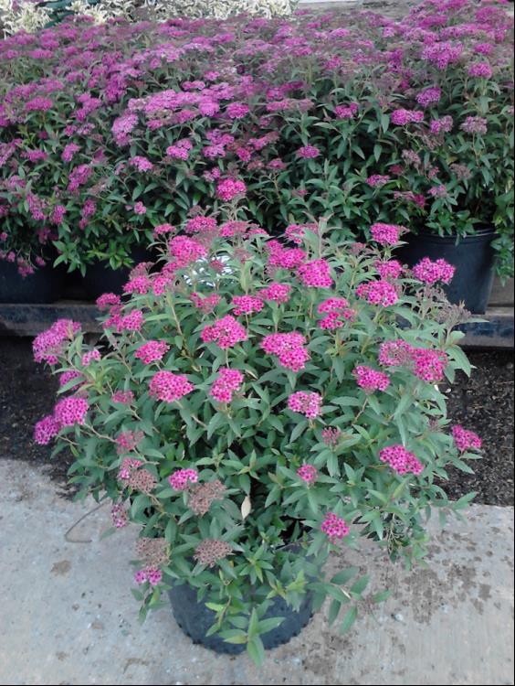 SPIRAEA JAP. NEON FLASH.jpg