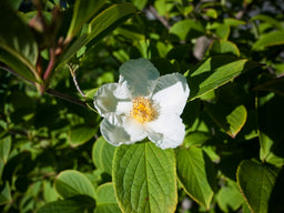 STEWARTIA PSEUDOCAMELLIA.jpg