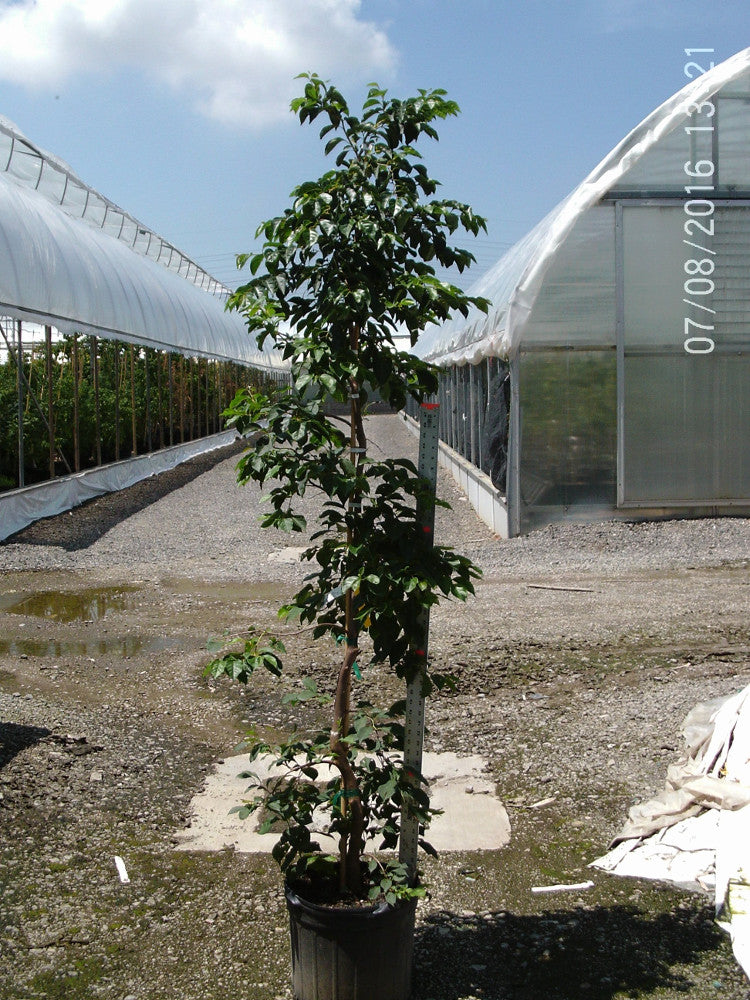 STYRAX%20JAPONICUS%20PENDULA%20%20G7.jpg