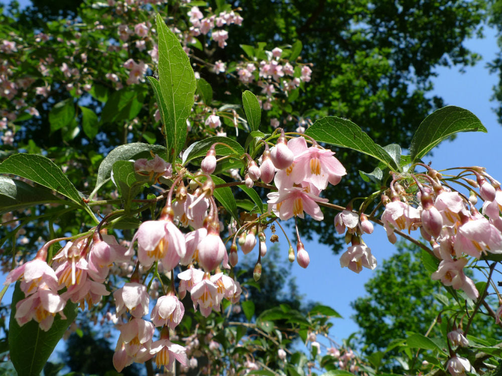 STYRAX JAPONICUS PINK CHIMES.jpg