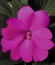 SUNPATIENS COMPACT LILAC.jpg