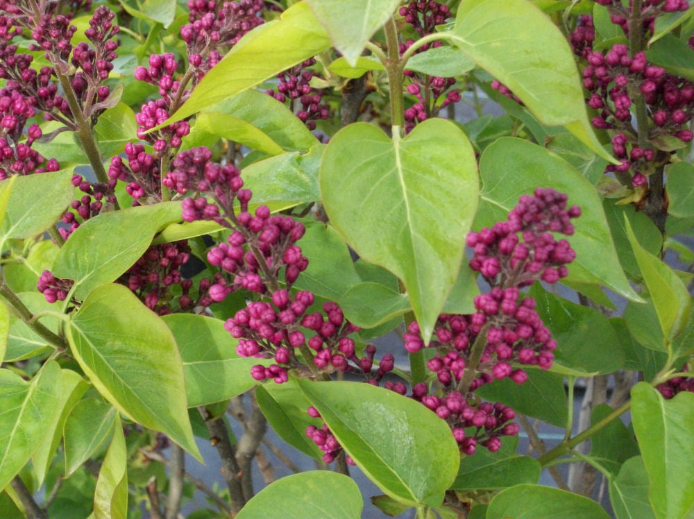 SYRINGA CHAS JOLLY.jpg