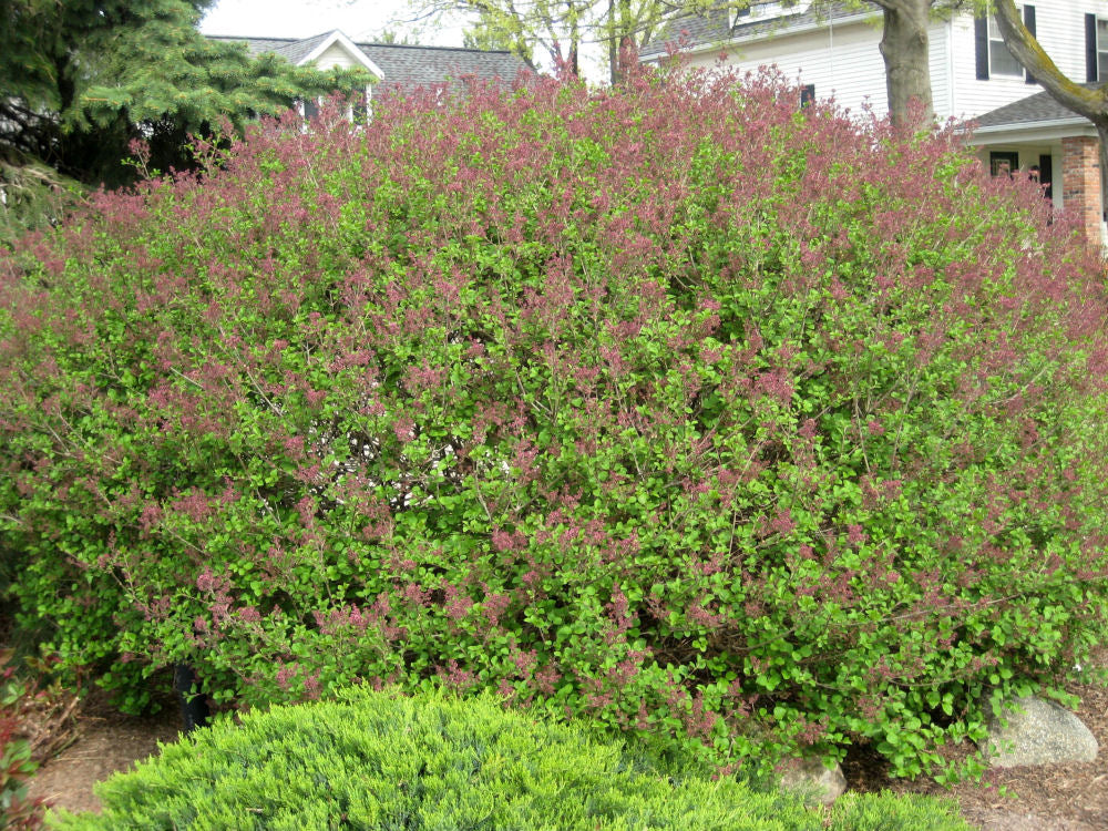 SYRINGA PAL. MEYERI LANDSCAPE.jpg