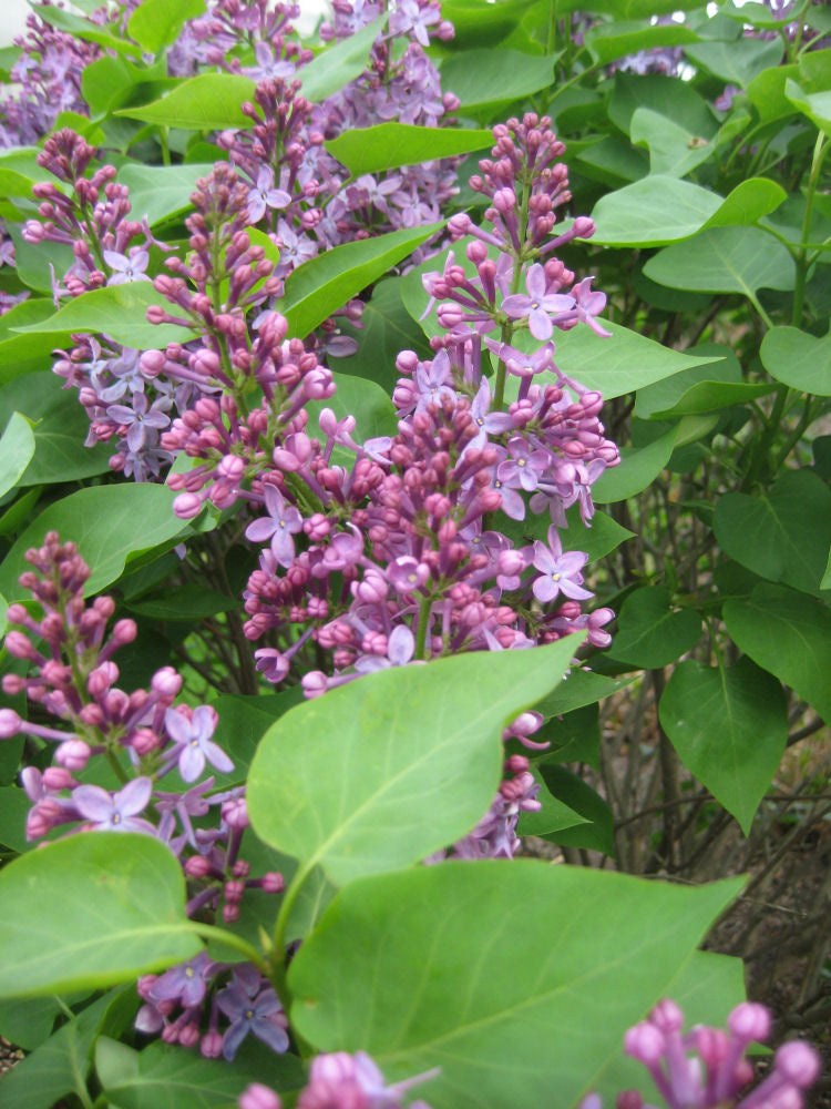 SYRINGA PRAIRIE PETITE FLWR.jpg