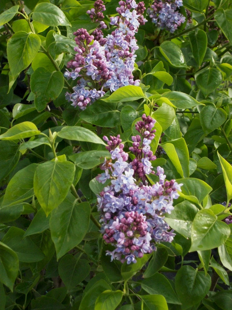 SYRINGA VULGARIS.jpg