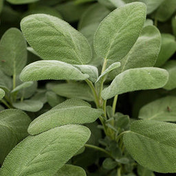 Sage%20Berggarten[1].jpg