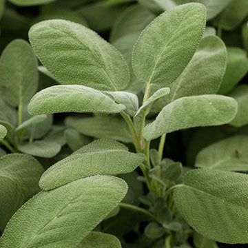 Sage%20Berggarten[1].jpg