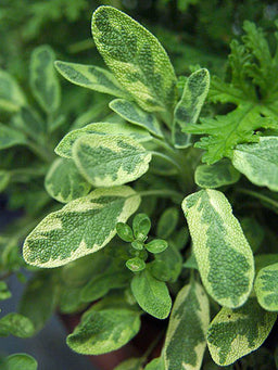 Sage%20Golden[1].jpg