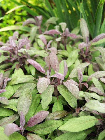 Sage%20Purple[1].jpg
