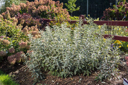SalixIcebergAlley-59-13138-1-1073x715.jpg
