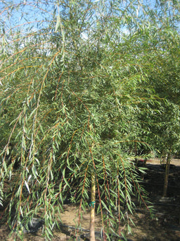 Salix alba Tristis.JPG
