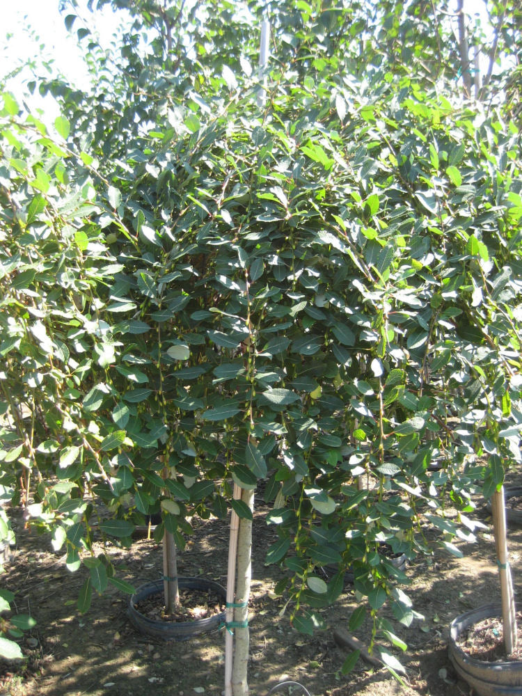 Salix cap Pendula.JPG