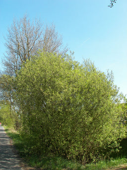 Salix_caprea.jpg
