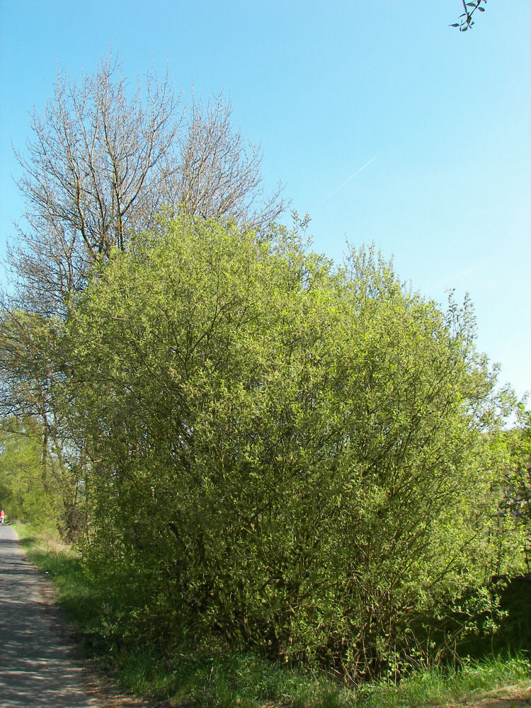 Salix_caprea.jpg