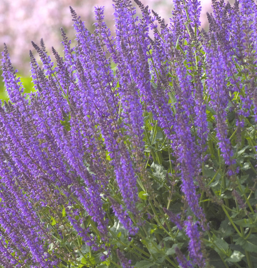 Salvia May-Night.jpg