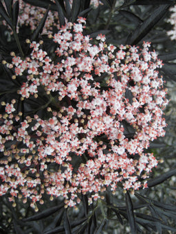 Sambucus Black Lace.jpg