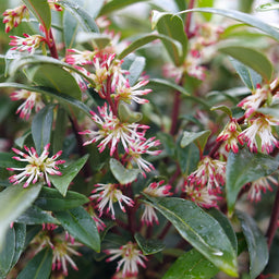 Sarcococca_Sweet_Lo_P1140770-800x800-b38872a.png