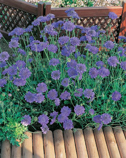 Scabiosa_Butterfly_Blue[1].jpg