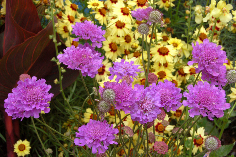 Scabiosa_Vivid_Violet_1b.jpg