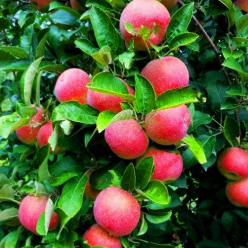 Scarlet-Prince_Peach_Tree.jpg