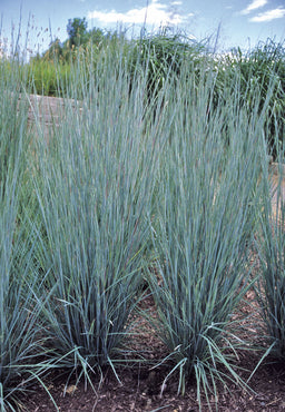 Schizachyrium_Prairie_Blues.jpg