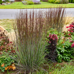 Schizachyrium_scop_Cinnamon_SticksPPAF_CWalters.jpg
