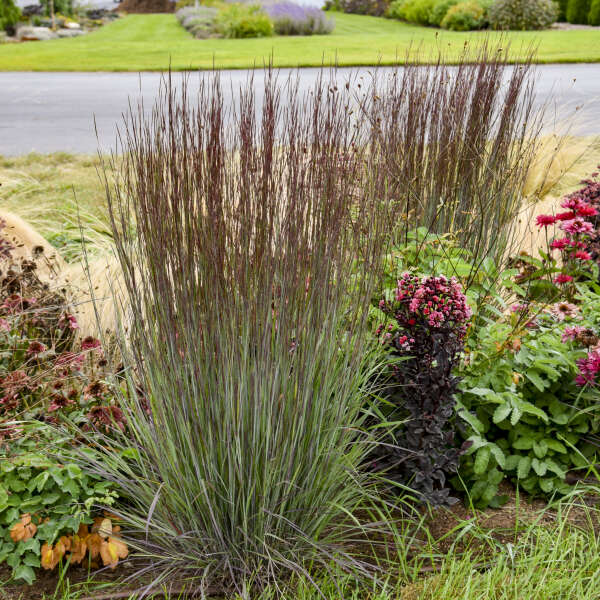 Schizachyrium_scop_Cinnamon_SticksPPAF_CWalters.jpg
