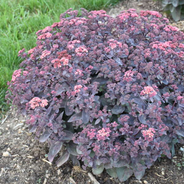 Sedum-wineberry-delight-ccwalters.jpg