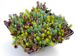 Sedum Flaming Carpet.jpg