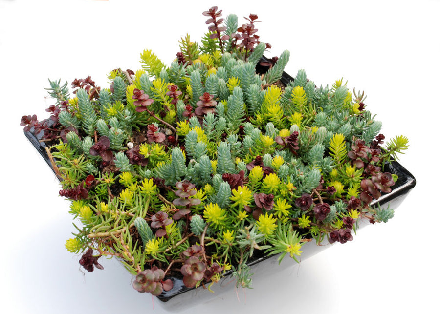 Sedum Flaming Carpet.jpg