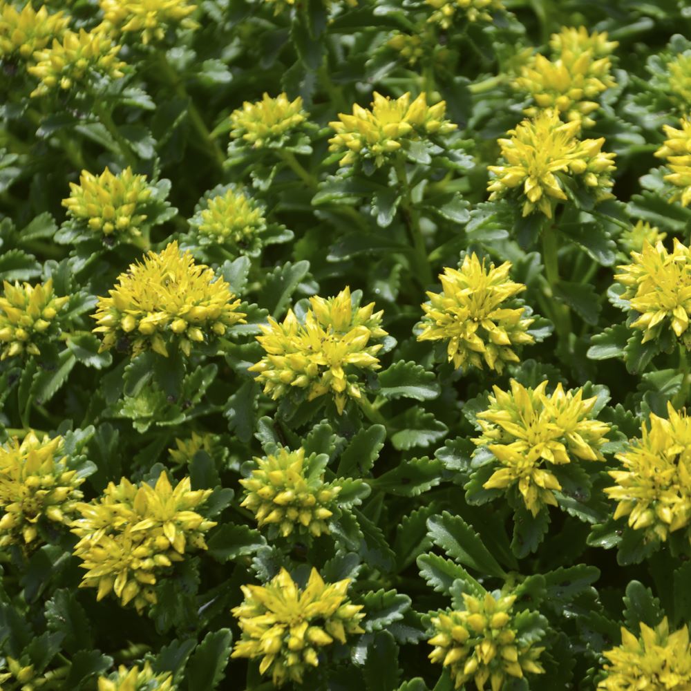 Sedum Little Miss Sunshine.jpg