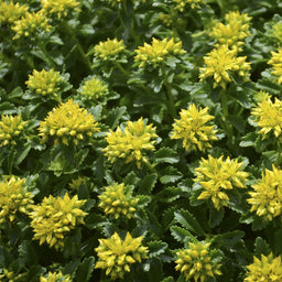Sedum Little Miss Sunshine.jpg