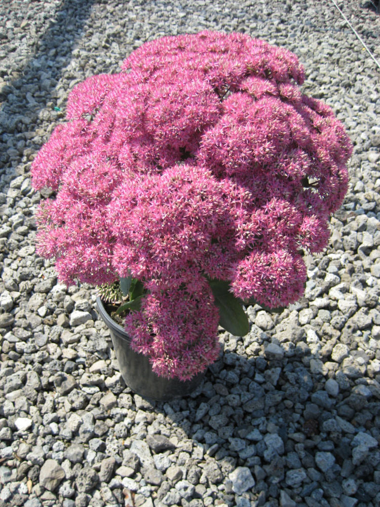 Sedum Mr Goodbud.jpg