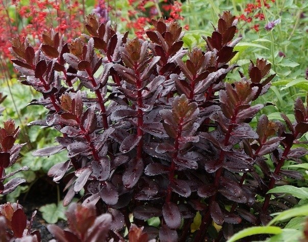 Sedum_Touchdown_Teak[1].jpg