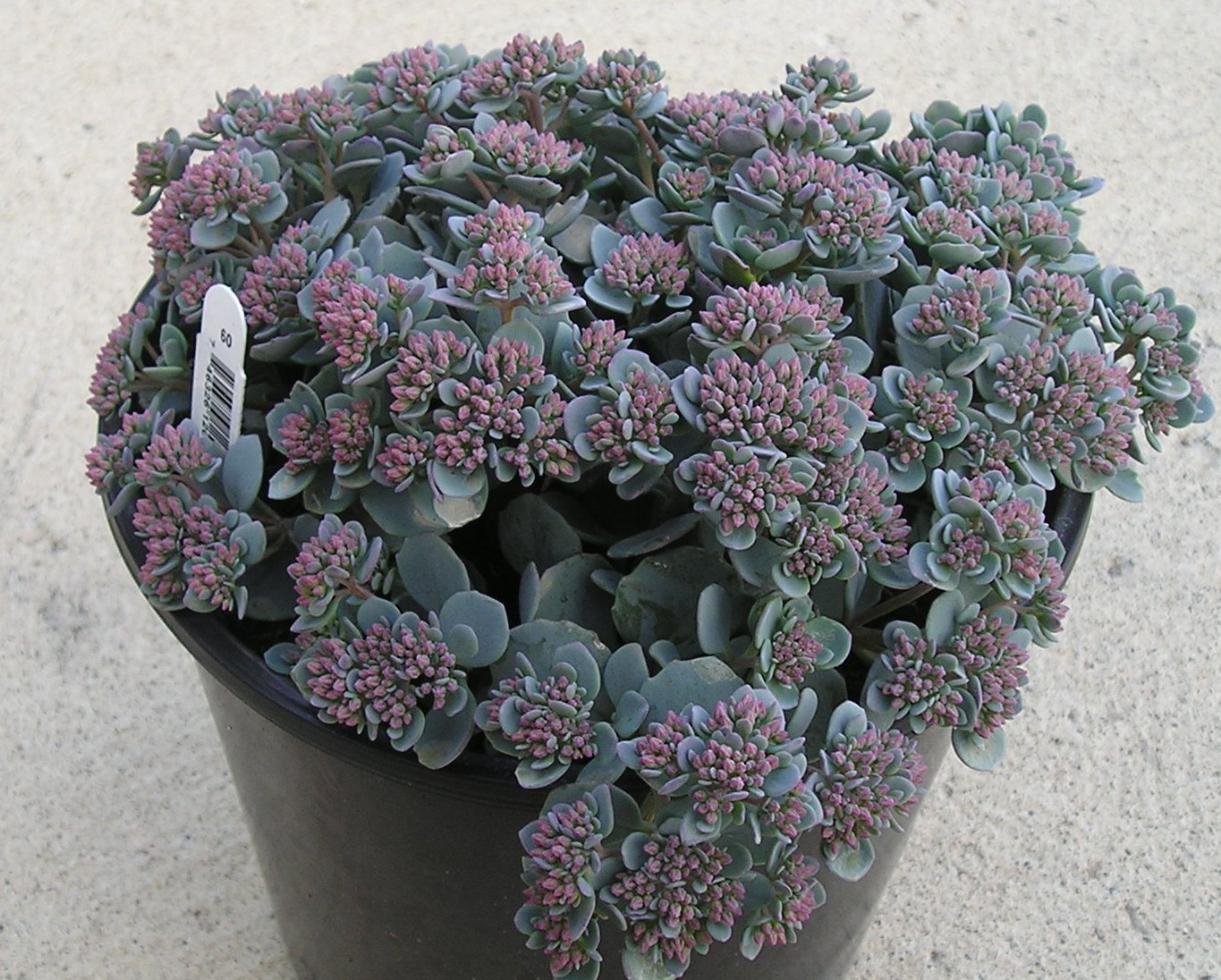 Sedum cauticola.jpg