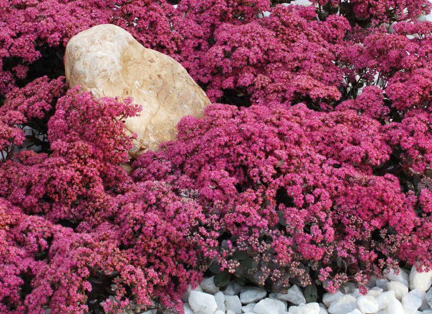 Sedum 'dazzleberry'.jpg