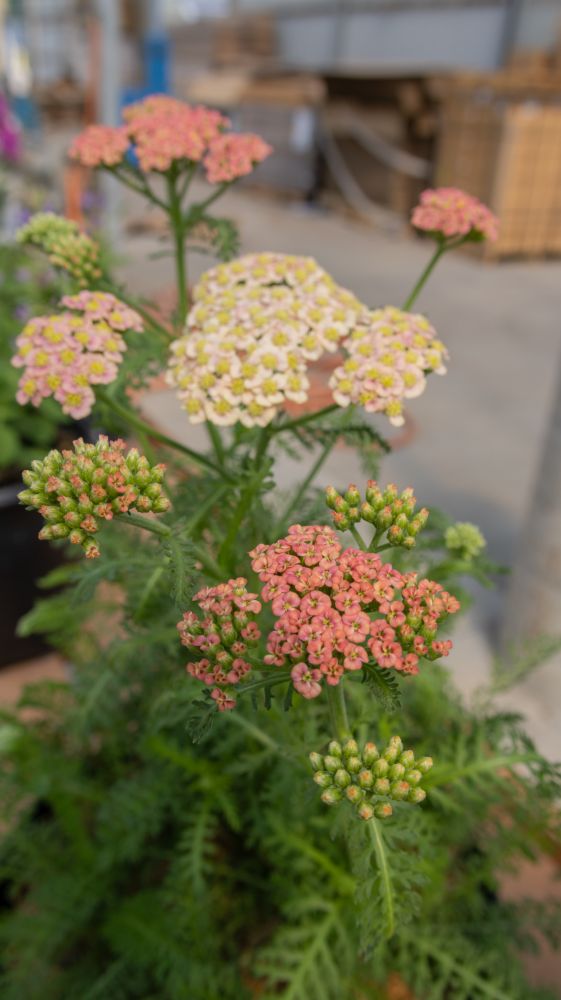 Skysail Bright Pink Yarrow_Achillea_WF_07092026-2.jpg