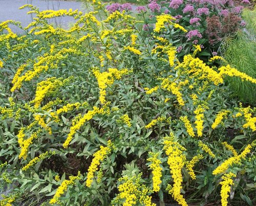 Solidago_Fireworks.JPG