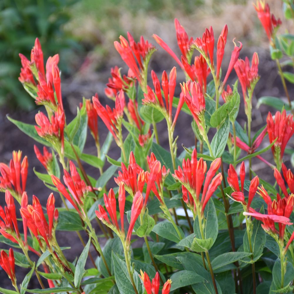 Spigelia_marilandica_Orange_Slices.jpg