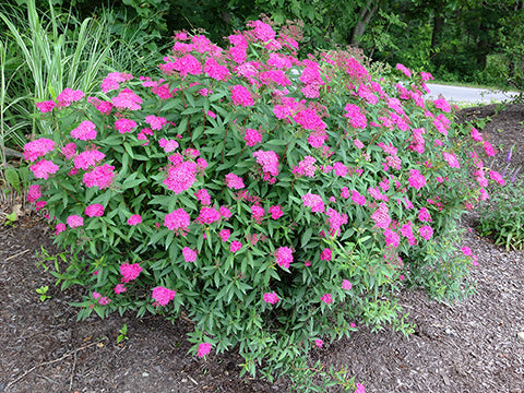 Spiraea_Anthony_Waterer[1].jpg