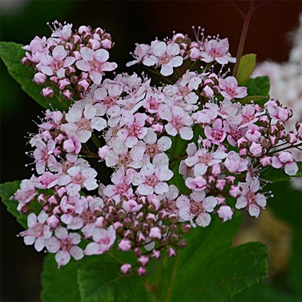 Spiraea_betulifolia_PINK_SPARKLER.jpg