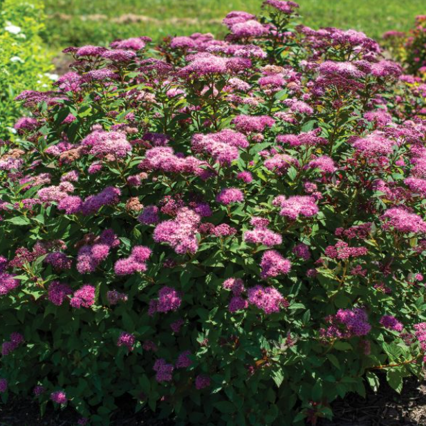 Spiraea_ice_dragon_ .png