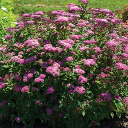Spiraea_ice_dragon_ .png