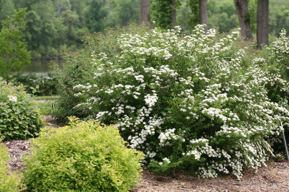 Spirea Wedding Cake PW.jpg