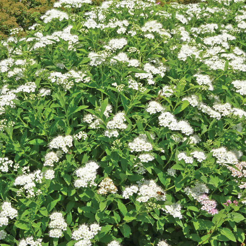 Spirea_empire_yeti_.png
