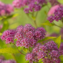 Spirea_little_spark_.png