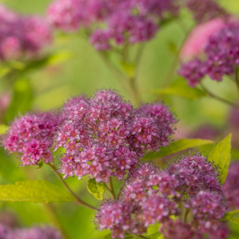 Spirea_little_spark_.png
